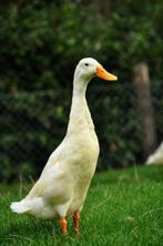 Drie Indische loopeenden, Dieren en Toebehoren, Pluimvee, Meerdere dieren, Eend