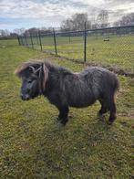 Mini paardje Hengst, Dieren en Toebehoren, Hengst, A pony (tot 1.17m), 0 tot 2 jaar