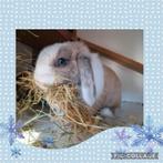 Bonte minilop voedster met fel blauwe ogen, Vrouwelijk, Dwerg