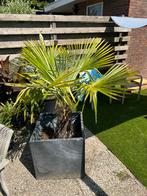 Trachycarpus Fortunei palm, Tuin en Terras, Planten | Bomen, Ophalen, Volle zon, Palmboom, 100 tot 250 cm