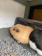 2 mannetjes cavias met wat toebehoren erbij, Cavia, Mannelijk, Januari, Tam