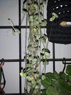 ceropegia woodii string of hearts stekjes, Huis en Inrichting, Kamerplanten, Ophalen of Verzenden, Halfschaduw, Minder dan 100 cm