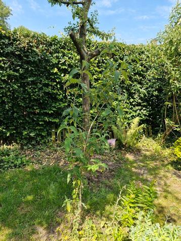 Buddleja davidii ‘Nanho Purple’ (Vlinderstruik)

 beschikbaar voor biedingen