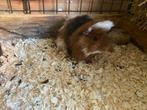 Peruvian cavia choco goud wit en choco buff wit beertjes, Dieren en Toebehoren, Knaagdieren, Cavia, Juni, Mannelijk, Tam