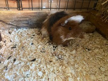 Peruvian cavia choco goud wit en choco buff wit beertjes  beschikbaar voor biedingen