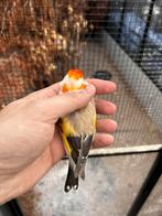 Putter man pastel kans isabelpastel, Dieren en Toebehoren, Vogels | Parkieten en Papegaaien, Mannelijk, Parkiet