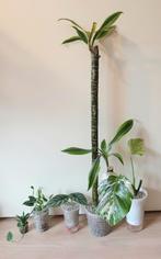 Set populaire kamerplantjes, alocasia, variegata monstera, Overige soorten, Ophalen of Verzenden, In pot, Minder dan 100 cm