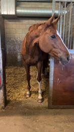 Lieve merrie (spring), Dieren en Toebehoren, Paarden, Merrie, 165 tot 170 cm, Springpaard, 11 jaar of ouder