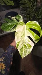 Monstera Albo Variegata, Ophalen of Verzenden, Halfschaduw, Minder dan 100 cm
