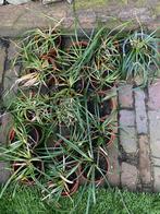 Ophiopogon groen slangenbaard, Ophalen of Verzenden, Zomer, Overige soorten, Volle zon