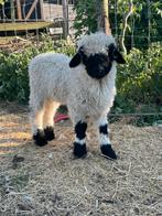 Walliser schwarznase ram lam, Mannelijk, Schaap