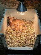jack russel pups unieke kleur, CDV (hondenziekte), Particulier, Meerdere, 8 tot 15 weken