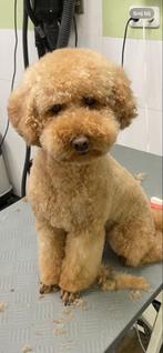 Poedel Dwerg Poedel abrikoos teefje ( dikke beloning)