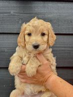 Schattige pups kruising, Dieren en Toebehoren, Honden | Niet-rashonden, 8 tot 15 weken, Meerdere, Meerdere dieren, Middel