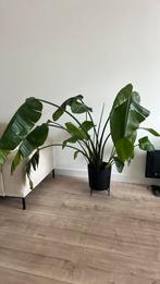 Grote Strelitzia Nicolai Kamerplant, Huis en Inrichting, Kamerplanten, Ophalen, 100 tot 150 cm, Overige soorten, Halfschaduw
