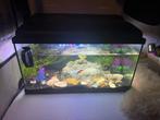Compleet aquarium 60 liter, Dieren en Toebehoren, Vissen | Aquaria en Toebehoren, Ophalen, Zo goed als nieuw, Gevuld zoetwateraquarium