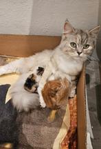 Kittens Kruising Ragdoll, pers, britt, Dieren en Toebehoren, Katten en Kittens | Raskatten | Langhaar, Meerdere dieren, Ontwormd