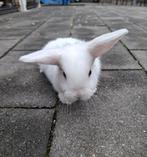 Lief vrouwtjes konijn 8 weken oud, Dieren en Toebehoren, Konijnen, Vrouwelijk