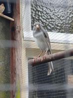 Mooie Raza Espagnola Man, Mannelijk, Kleurkanarie