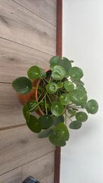 Pannenkoekenplant, Huis en Inrichting, Kamerplanten, Ophalen of Verzenden, Overige soorten, Minder dan 100 cm