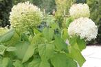 Hortensia Annabel, Tuin en Terras, Planten | Struiken en Hagen, Ophalen of Verzenden, Hortensia, Minder dan 100 cm