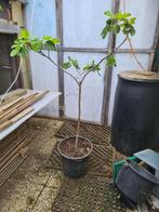 vijg op stam, Ophalen, Minder dan 100 cm, Volle zon, In pot