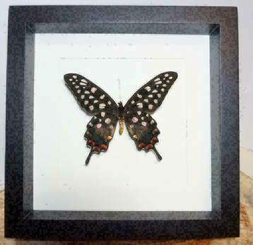 Papilio antenor vlinder in luxe lijst beschikbaar voor biedingen