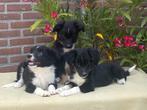 Prachtige FRIESE STABIJ x BORDER COLLIE pups, Nederland, CDV (hondenziekte), 8 tot 15 weken, Teef