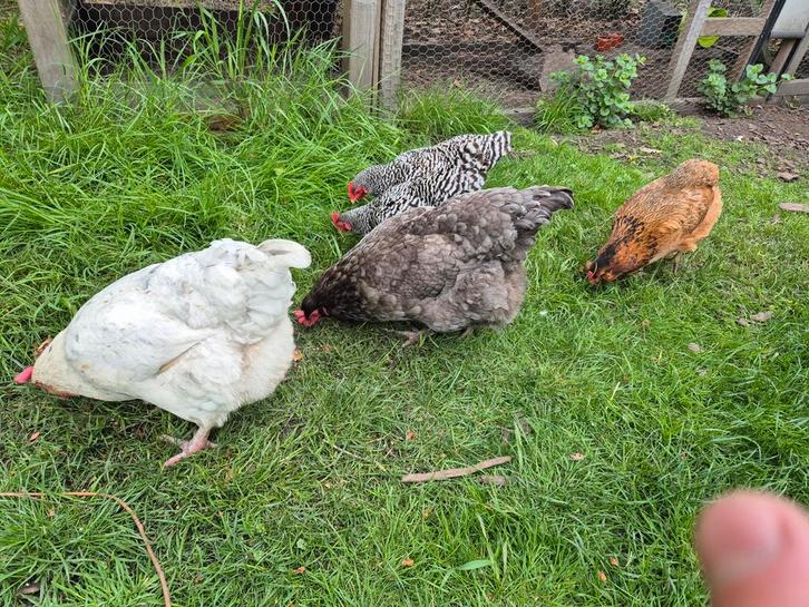 Twee kippen olijflegger en bruine eieren, Dieren en Toebehoren, Pluimvee, Kip, Vrouwelijk