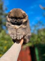 Pomeriaan/pomeranian reutje oranje sable, Keeshond, Reu, CDV (hondenziekte), 8 tot 15 weken