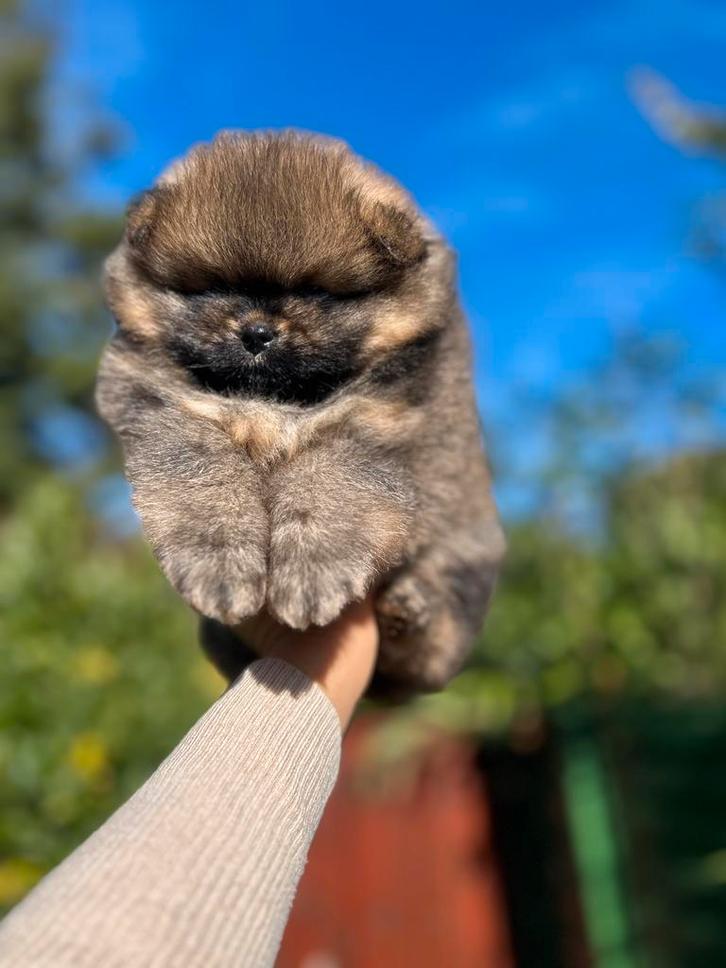 Pomeriaan/pomeranian reutje oranje sable, Dieren en Toebehoren, Honden | Poolhonden, Keeshonden en Oertypen, Reu, Keeshond, Particulier