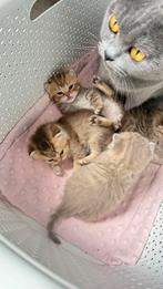 100% British Kort Haar Kitten (britse korthaar), Dieren en Toebehoren, Katten en Kittens | Raskatten | Korthaar, Meerdere dieren