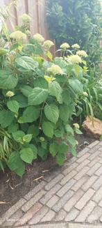 Grote De Hortensia 'Annabelle', Tuin en Terras, Planten | Struiken en Hagen, Ophalen, Hortensia, Minder dan 100 cm