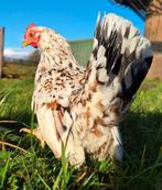 Serama's, Dieren en Toebehoren, Pluimvee, Meerdere dieren, Kip