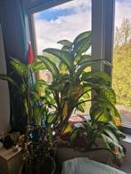 Dieffenbachia seguine, kamerplant, Huis en Inrichting, Kamerplanten, Overige soorten, Halfschaduw, In pot, 200 cm of meer
