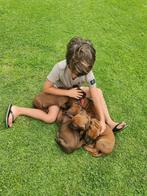 Rhodesian Ridgeback pups nog 1 teefje beschikbaar!, Dieren en Toebehoren, 8 tot 15 weken, Meerdere, Meerdere dieren, Nederland