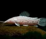 hoplosternum thorocatum, Vis, Zoetwatervis
