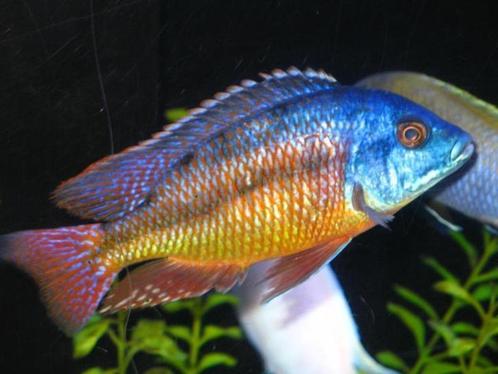 Cichlide, meer dan 50 verschillende soorten op voorraad, Dieren en Toebehoren, Vissen | Aquariumvissen, Zoetwatervis, Vis