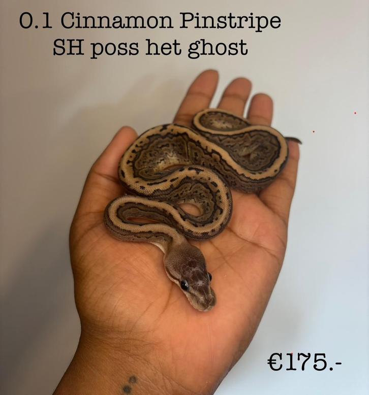 0.1 Cinnamon Pinstripe Scaleless head poss het ghost NK25
