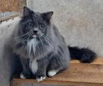 Ragdoll Dekkater met stamboom, Dieren en Toebehoren, Katten en Kittens | Raskatten | Langhaar, Kater, Gechipt