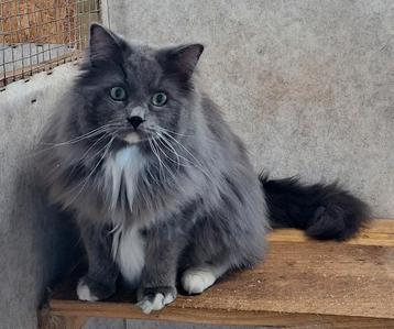 Ragdoll Dekkater met stamboom beschikbaar voor biedingen