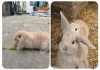 Nala zoekt een gouden plekje, Dieren en Toebehoren, Vrouwelijk, Hangoor, 0 tot 2 jaar
