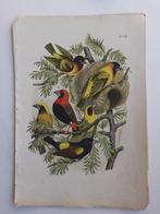 Chromolithografie - Plaat V111 uit "De Vogelwereld" (1886) !, Ophalen of Verzenden