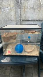 Gebrilarium, knaagdier terrarium, Minder dan 60 cm, Kooi, Minder dan 75 cm, Ophalen of Verzenden