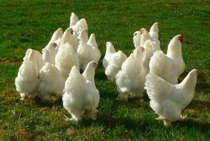 BRAHMA broedeieren wit groot ras 4€, Dieren en Toebehoren, Pluimvee, Kip, Geslacht onbekend