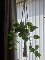 Plant hanger / Macrame hanger / bloem hanger, Ophalen, Overige soorten, Minder dan 100 cm