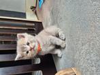 Prachtige raszuivere britse korthaar kittens lilac creme, Meerdere dieren, Ontwormd, 0 tot 2 jaar