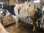 Te koop 2 Luxe Belgisch Witblauw Dikbil pinken, Dieren en Toebehoren, Runderen, Vrouwelijk