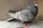 koppel kleurpostduiven reduced opaal spreads, Dieren en Toebehoren, Vogels | Duiven, Meerdere dieren, Overige soorten
