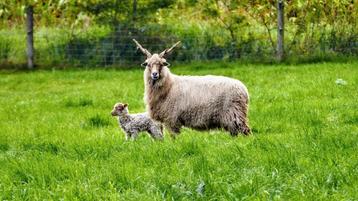 Racka ooi met lam beschikbaar voor biedingen